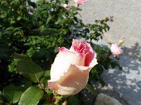 P1070296