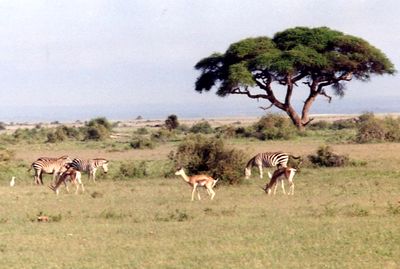 vignt-kenya.jpg